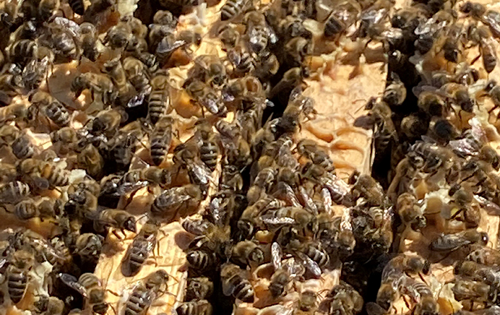 Glücksbienen auf Wabengassen.